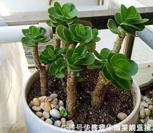 网购|网购的“多肉”，给它这样“剪一剪”，服盆特别快，盆盆都能活！