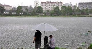 水草处|钓鲤鱼的最关键的2点,你知道吗老钓友为你解答