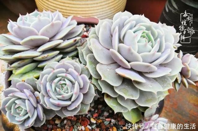 如何让多肉变美看看我是如何宠它们的!如何让多肉变美看看我是如何宠它们的!