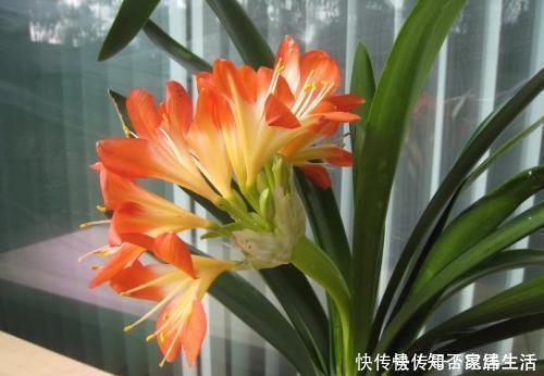 君子兰|养君子兰,掌握3个技巧,养出大白根,嗖嗖挤满盆,叶绿开花艳!