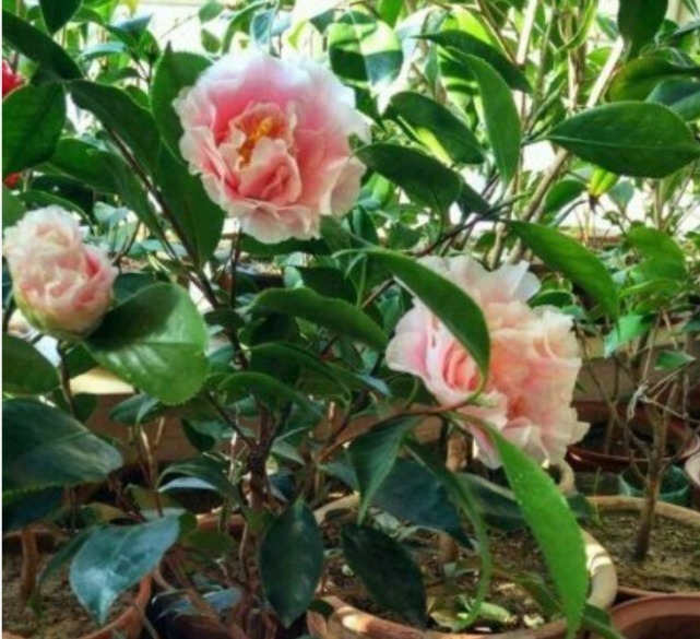 枝头|1种花,比牡丹还美,比绿萝还好养,棵棵开满枝头!