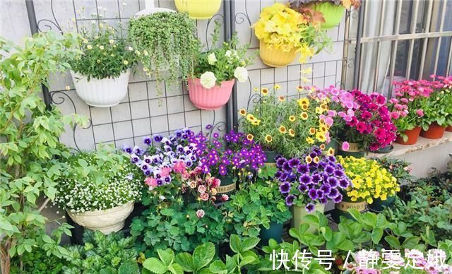 养花不烂根,捡来小东西垫在盆底,叶绿根壮猛开花