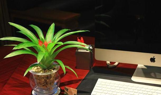 这些镇宅盆景摆放在客厅，可让人身心愉悦，最受富人青睐