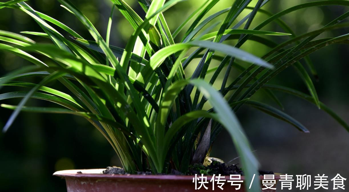 兰友|种活兰花不难，养好兰花却不易，十分钟读懂兰花该如何养护