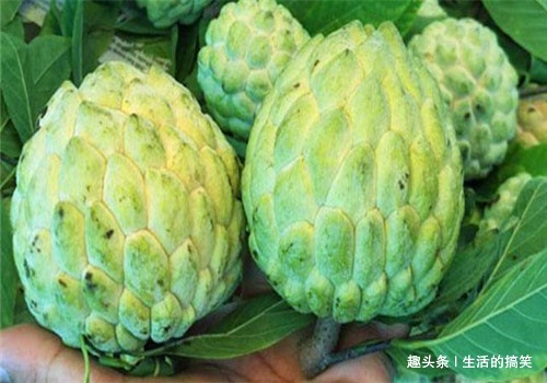 释迦|女性到了中年，4种食物轮着吃，美容养颜，排毒减肥，好处多多