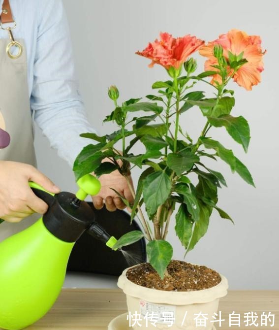 别再稀里糊涂养花了,这些基础常识,很重要!