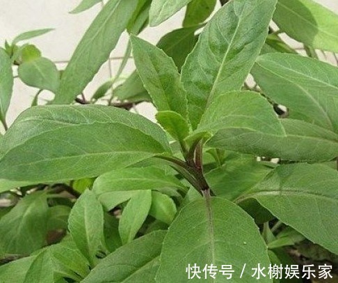 糖尿病|被称为“救命草”的野草，对糖尿病、高血压有奇效