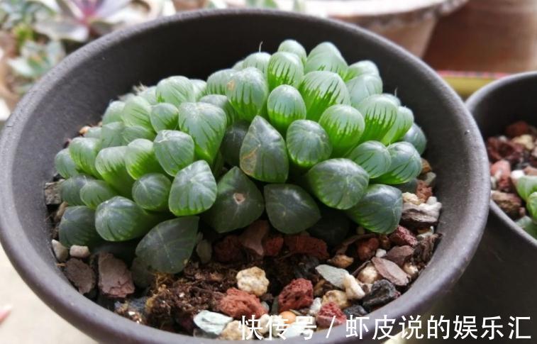 该怎么帮助“新买”的多肉服盆?10年经验的花友:搞定3点“OK”