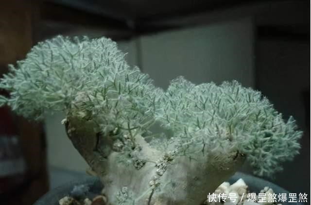 4种高贵的多肉,很多人只听过名字,却没养过,直呼养不起!