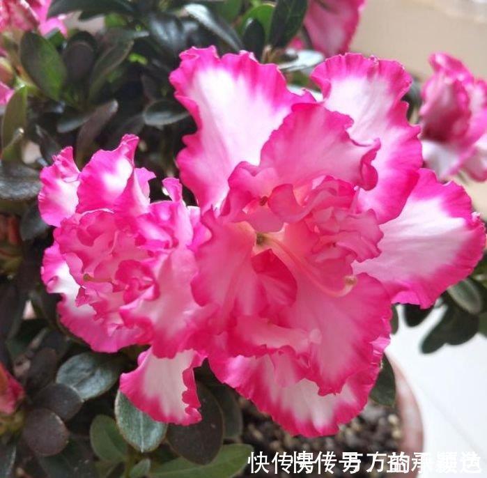 土壤|4种花很耐养,沾土就能活,谁见了都喜欢,花朵漂亮,花开旺!