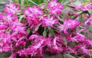 夏天养“蟹爪兰”4秘诀，叶片肥厚蹭蹭长，到了秋季就开花，管用