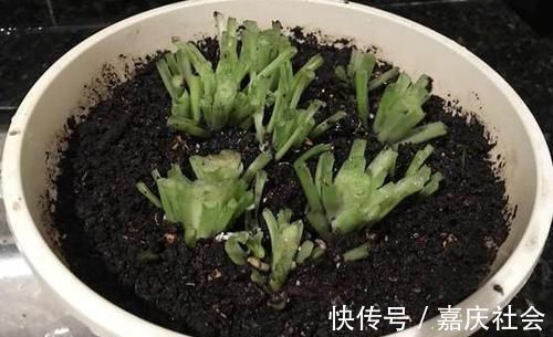 婆婆把花的叶子全“剪掉”,儿媳不理解,10天后花卉越养越旺