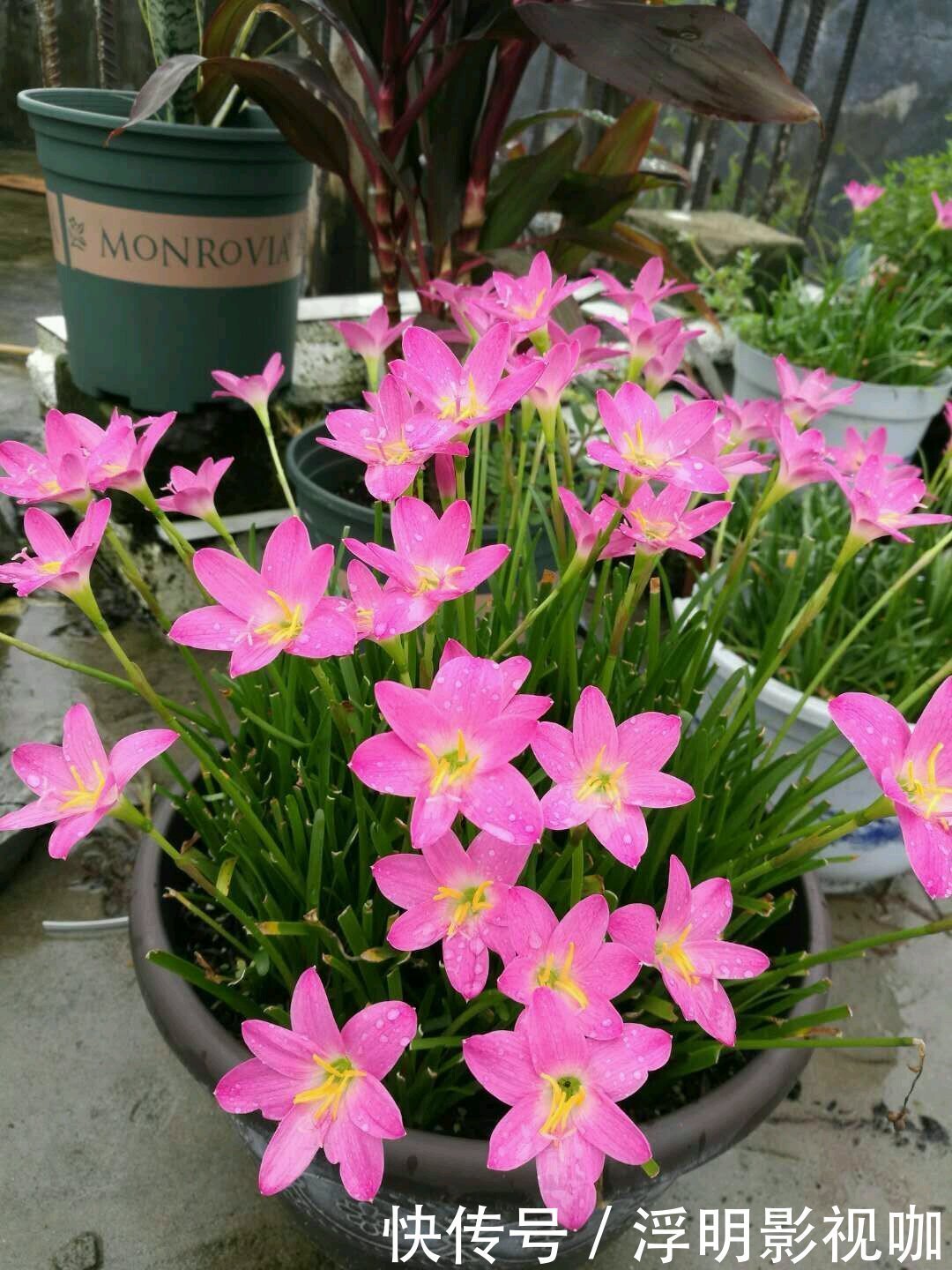 心扉|喜欢养花,不如养盆南非万寿菊,花香沁人心扉,养在家里美如画