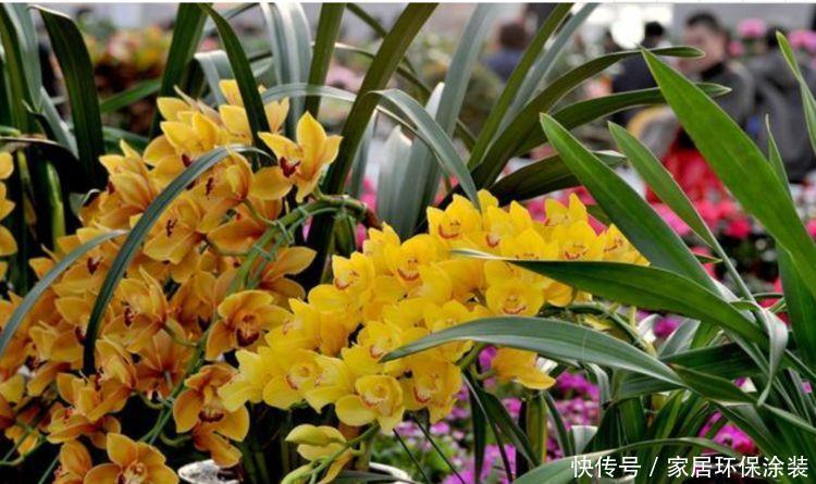 适合养在阳台的植物,随便养都能活,开花特漂亮,轻松开出花海