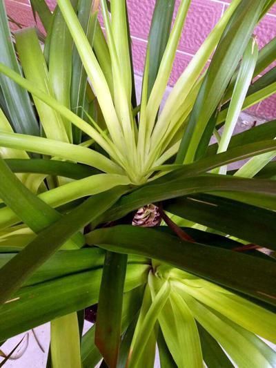 杜鹃花科|在家养4种大型观叶绿植,把家里变成天然氧吧,大大提升空气质量