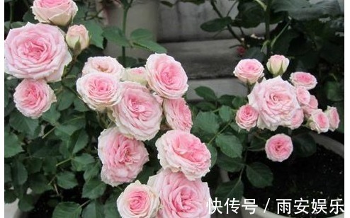 营养物质|以下“神仙水”给月季喝一点,叶子绿油油、花苞挂满枝!