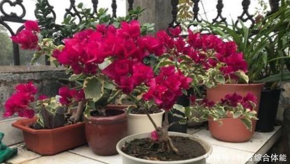 北方室内养三角梅不开花怎么办用上1勺子它,花叶轻松爆满盆!