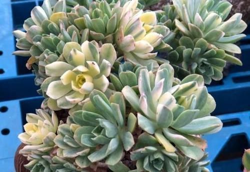 茎干|养多肉植物如何加速上色调节3方面,茎干长出好多'小莲花'