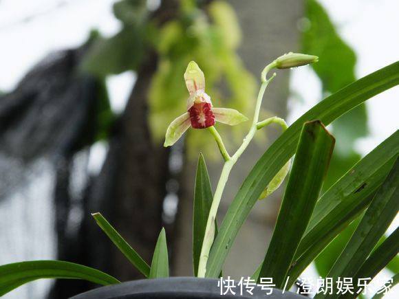 兰花|为什么吊兰养不死,新上盆的兰花要不要浇多菌灵晾根处理快服盆