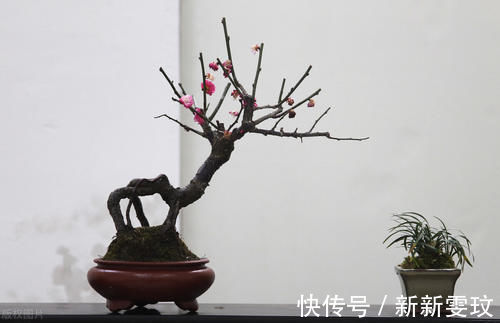 挑选盆景，需要掌握6个挑选条件，才能挑到精品，再也不用交学费