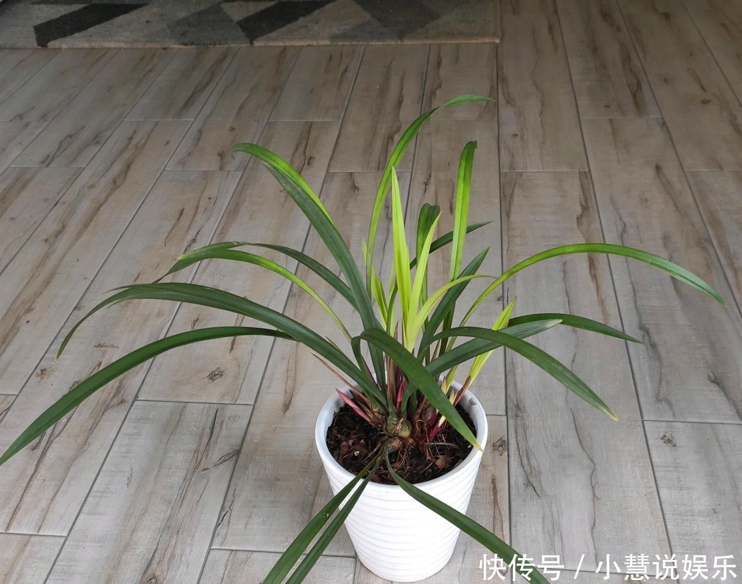 花友|兰花久久不冒新芽，喂点天然促根水，15天冒9颗芽