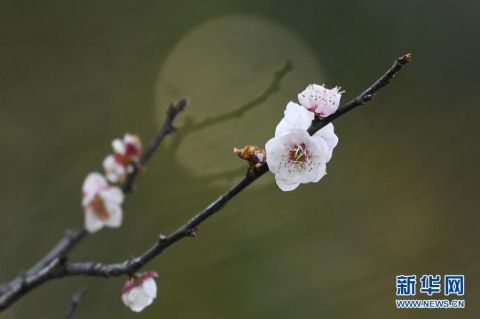 杭州|杭州：西溪湿地 曲水寻梅