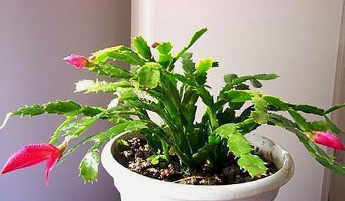 蟹爪兰扦插不生根做好这“几点”,长根快,新芽不断往外冒!