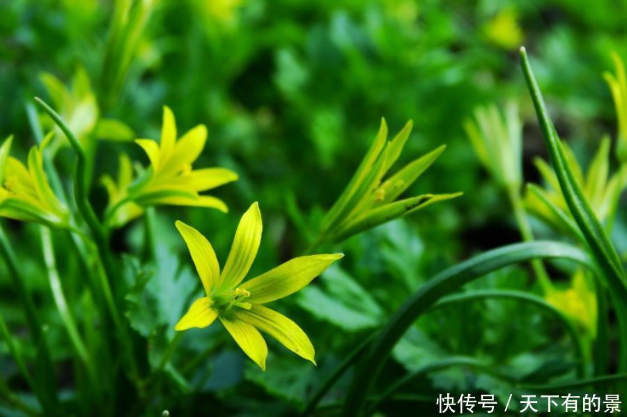 家中养护|天气寒冷不易养花?快试试这4种耐寒花,冰天雪地也能呼呼开花