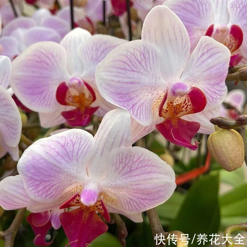 红火好养的“喜庆花”，现在买不吃亏，下个月价格翻两倍