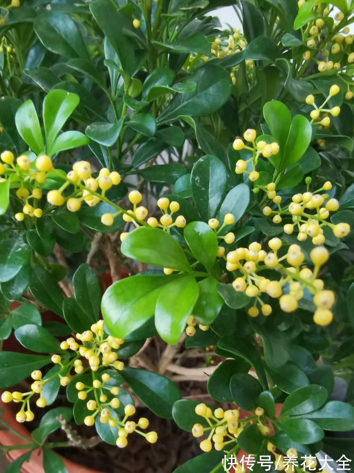 米兰米兰|5种四季开花的植物,养一盆在家里,四季有花看