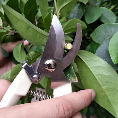 修剪工作不能等,这几种花立秋就修剪,开花更多生长旺