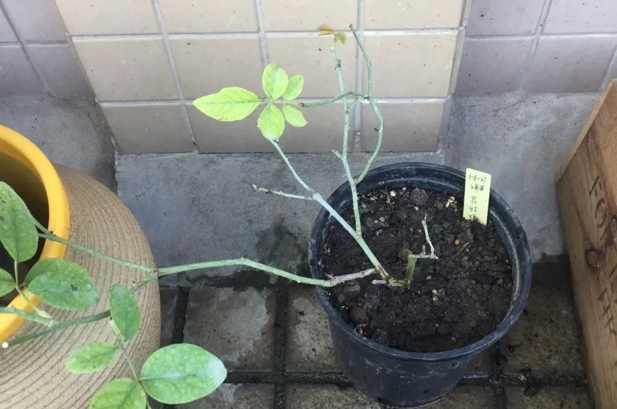 花养成光杆司令,别扔了、还有救,3天起死回生!