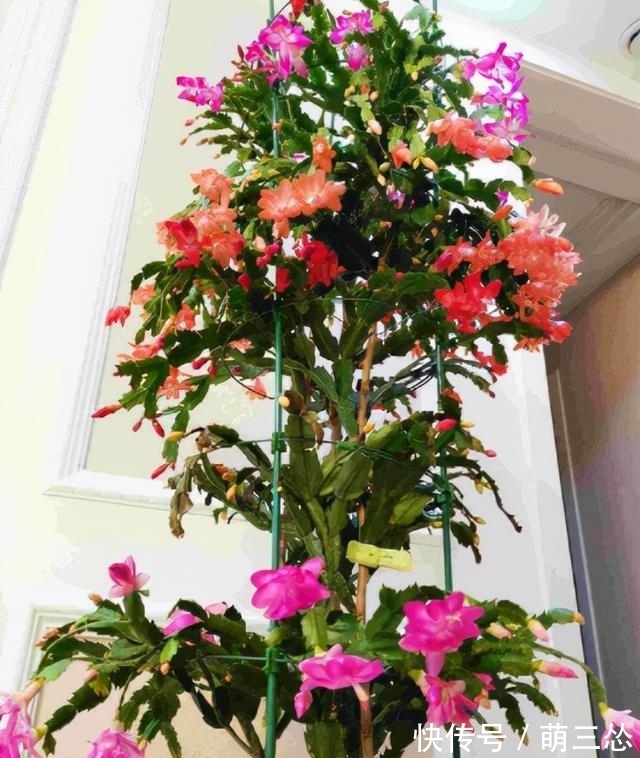 如果你是新手养蟹爪兰，尽量不要一棵嫁接多色，因为很难一起开花