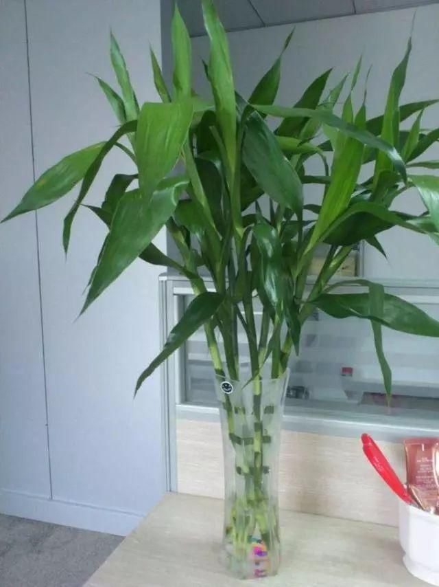 屋里干燥,那就摆这5种花,能当加湿器,皮肤不粗糙!