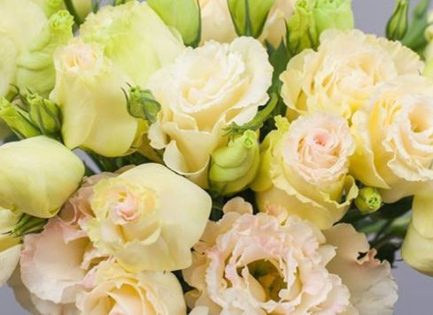 养花试试这几款，客厅养1盆，满屋飘香，庭院养，十里飘香