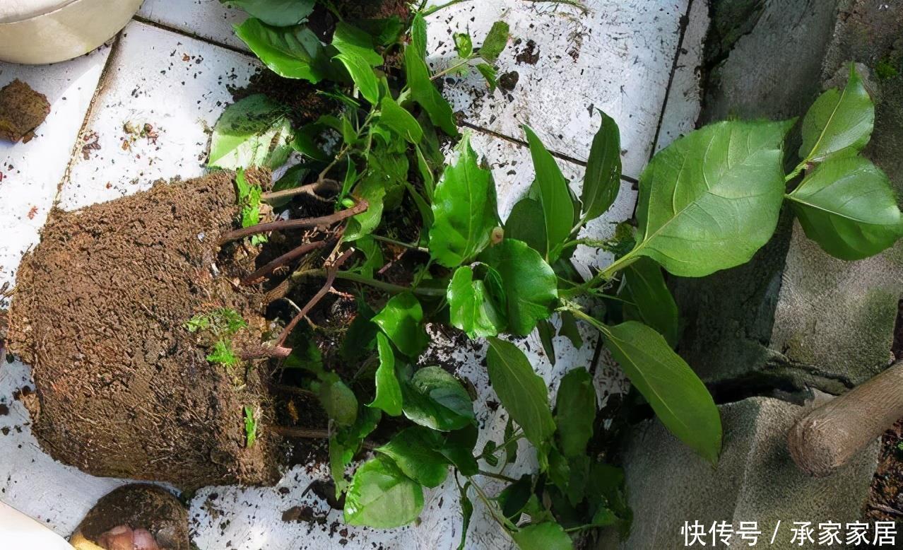  搞不好|换盆不能随便换，搞不好就害了心爱的它，爱它从学会换盆开始