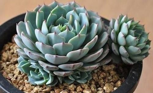 到了冬天,就对多肉不管不问?处理好3点,嗖嗖往外冒侧芽