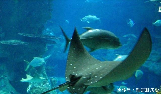 研究|南洞沟遗址发现四个铜鳐鱼,专家经研究,发现它们的作用并不相同