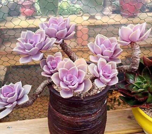 易度夏|夏天养一盆多肉紫珍珠,不褪色颜色美,皮实好养易度夏