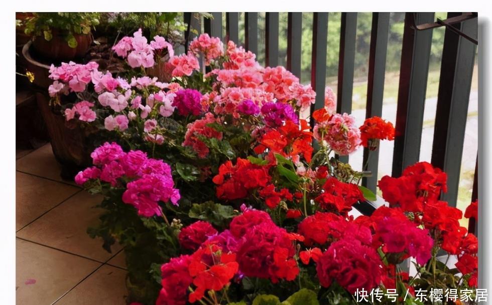 漂亮|6种漂亮花,夏天快扦插,越热越生根,30天就开花,适合急性子养