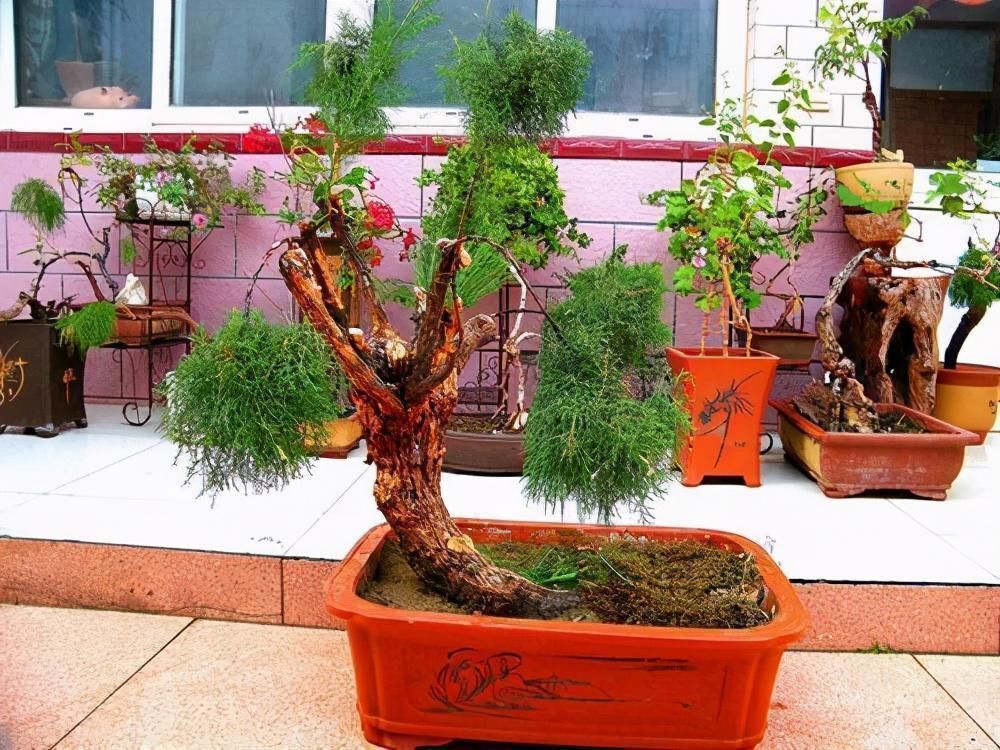 修剪|4种农村常见的树墩子,修剪一番变成高价值盆景,观赏性极高