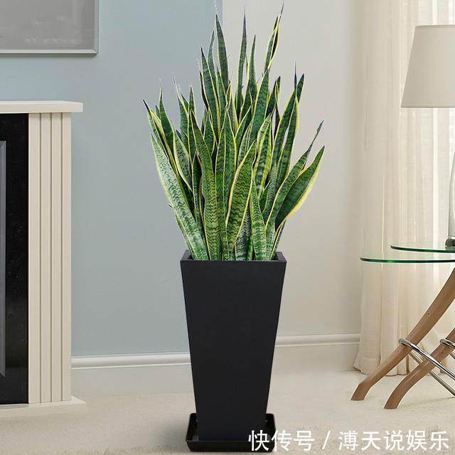 别乱养花,要养就养它,“镇宅辟邪”旺财、养人,有钱人都在养