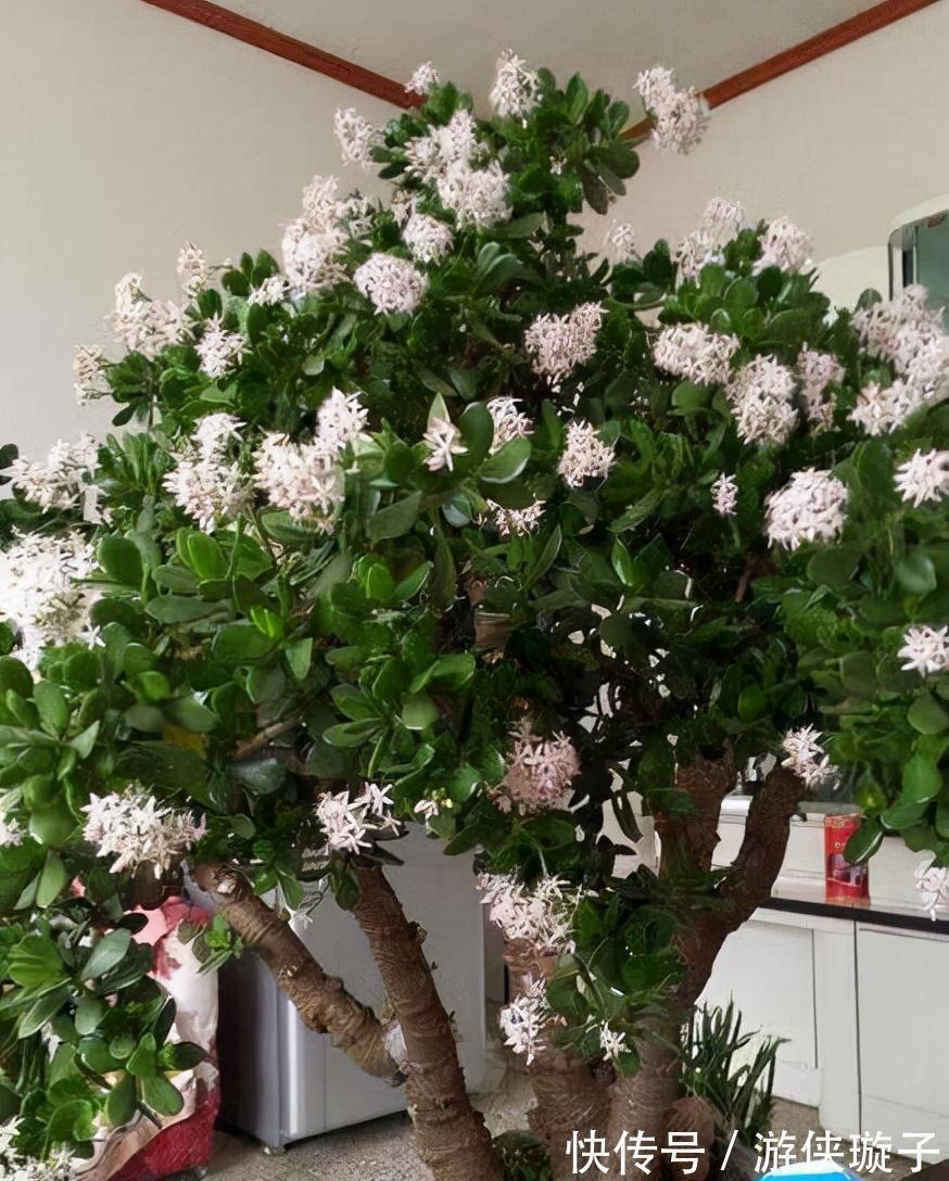 冬天养玉树,干养多晒更健壮,养成大腿粗的老桩,开满吉祥花