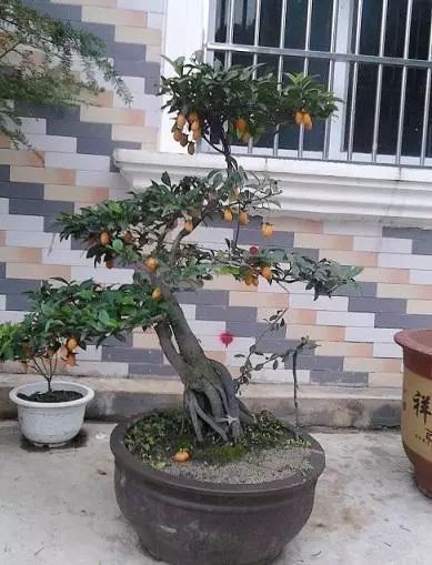 老大爷养了8年的金弹子,当成孙子一样照料,钱多难买无价盆景