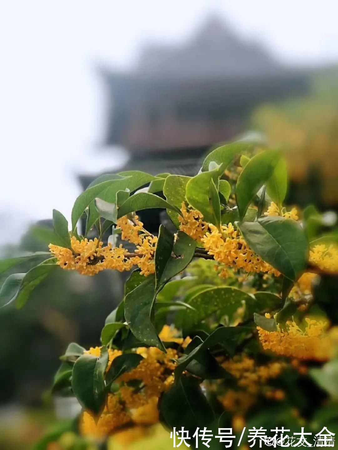 株形|7月必剪花，要抓紧时间，不然剪晚了不开花