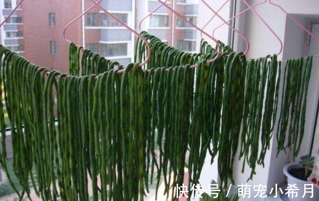 有5种蔬菜晒干后更美味！农村人拿来炖肉，城里人争先恐后去品尝