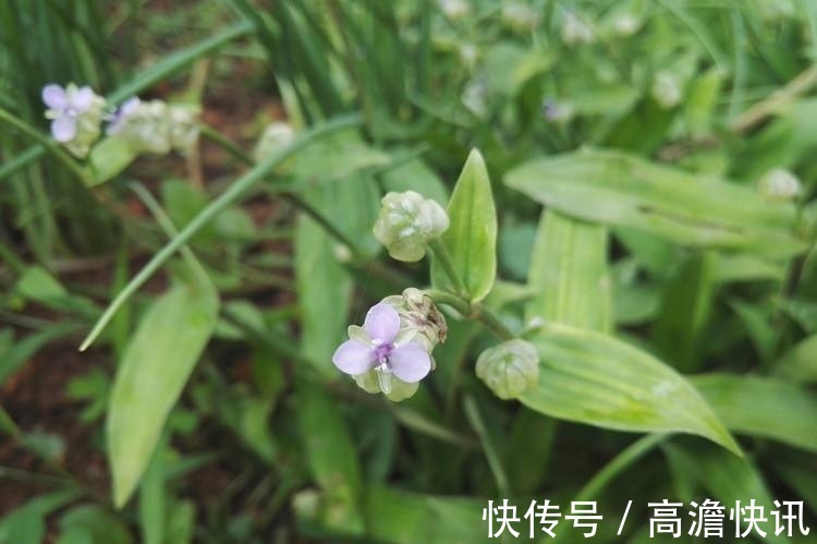 痔疮肿痛|农村这种野草，被称作“癌草”，价值很珍贵，用来炖豆腐是一绝