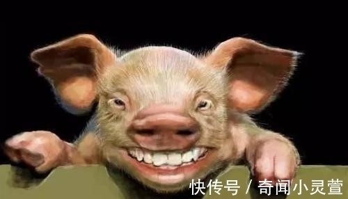 海狸|有趣又好玩的冷知识,难怪外国小孩以为圣诞老人是中国的