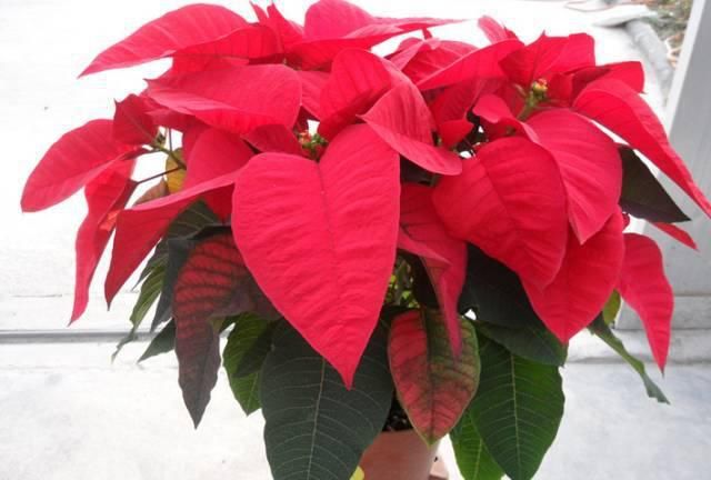 送给那些养花，却总是把花养死的人