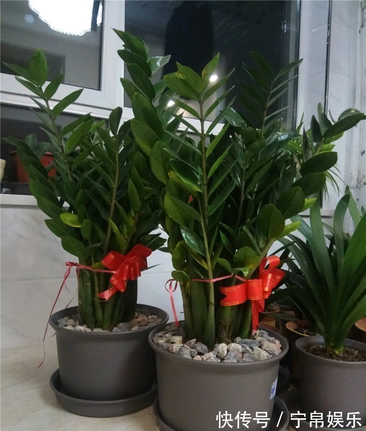 盆栽金钱树,牢记4诀窍,金钱树猛长不停,油绿发亮,财运旺!